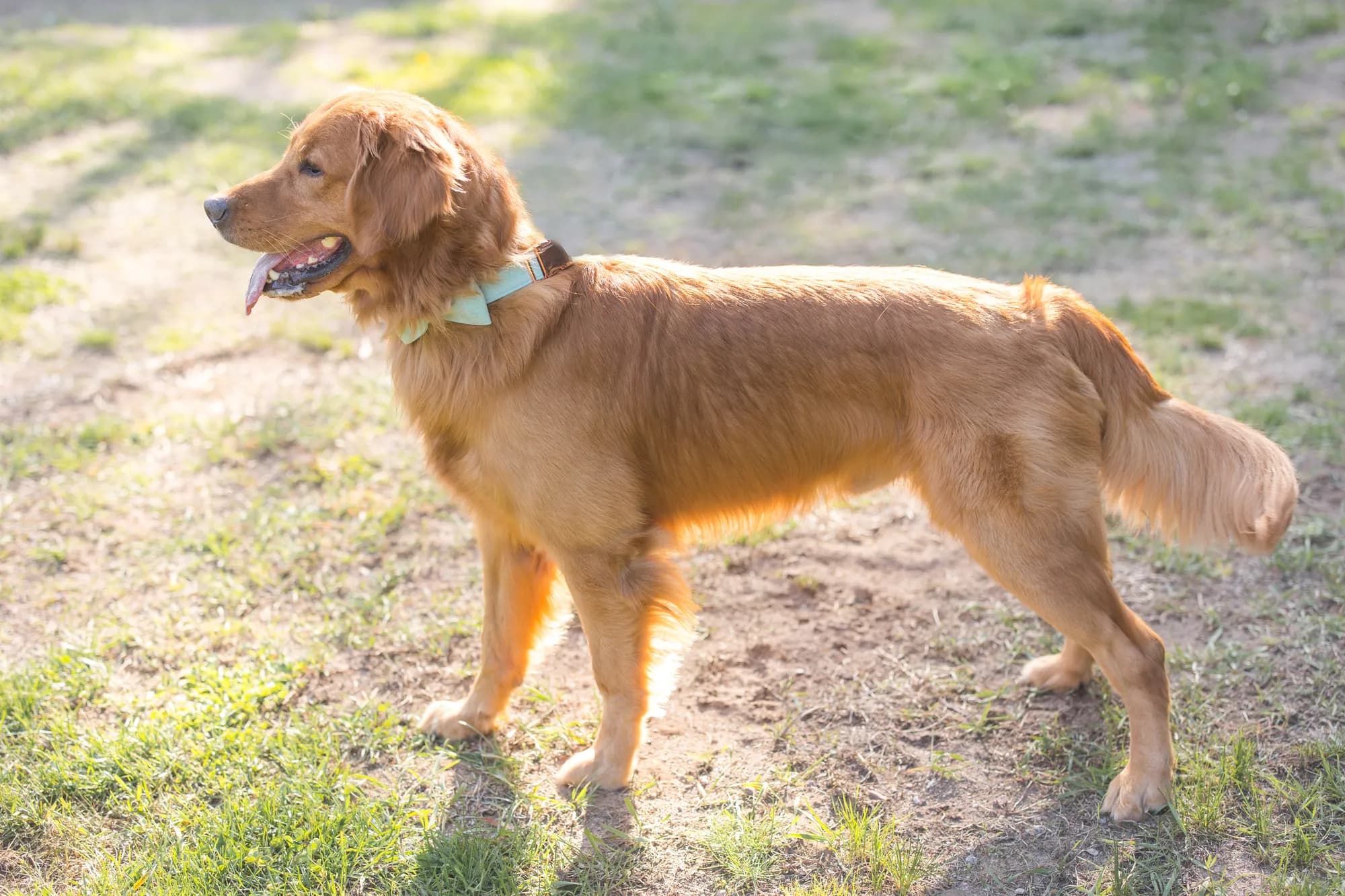 A Studley Hill Golden Retriever in the golden-hour light of the Adirondacks