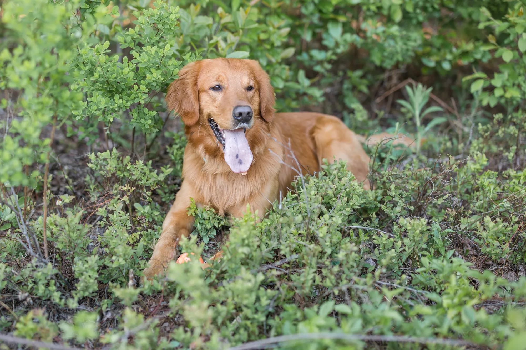 A Studley Hill Golden resting in the greenery