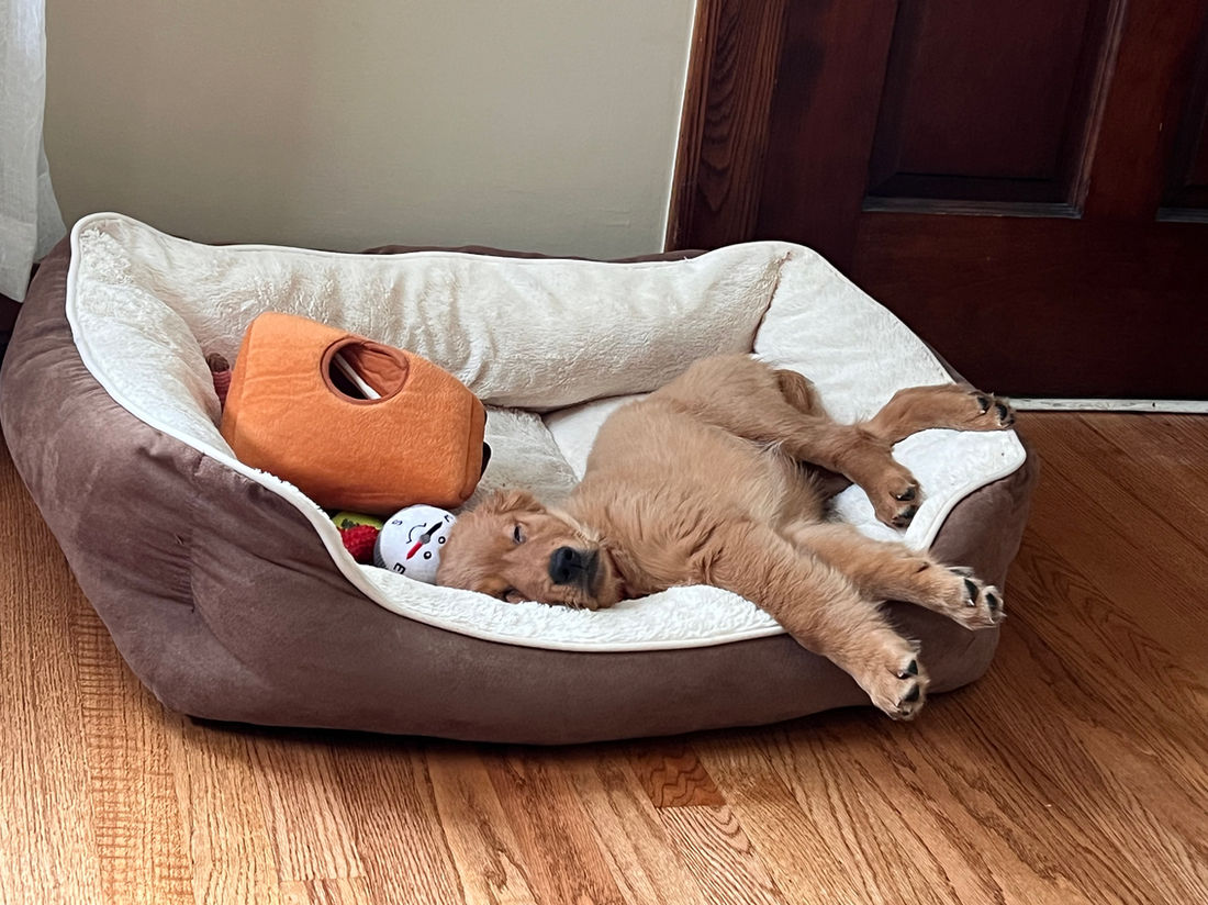 A Studley Hill Golden Retriever home with their family