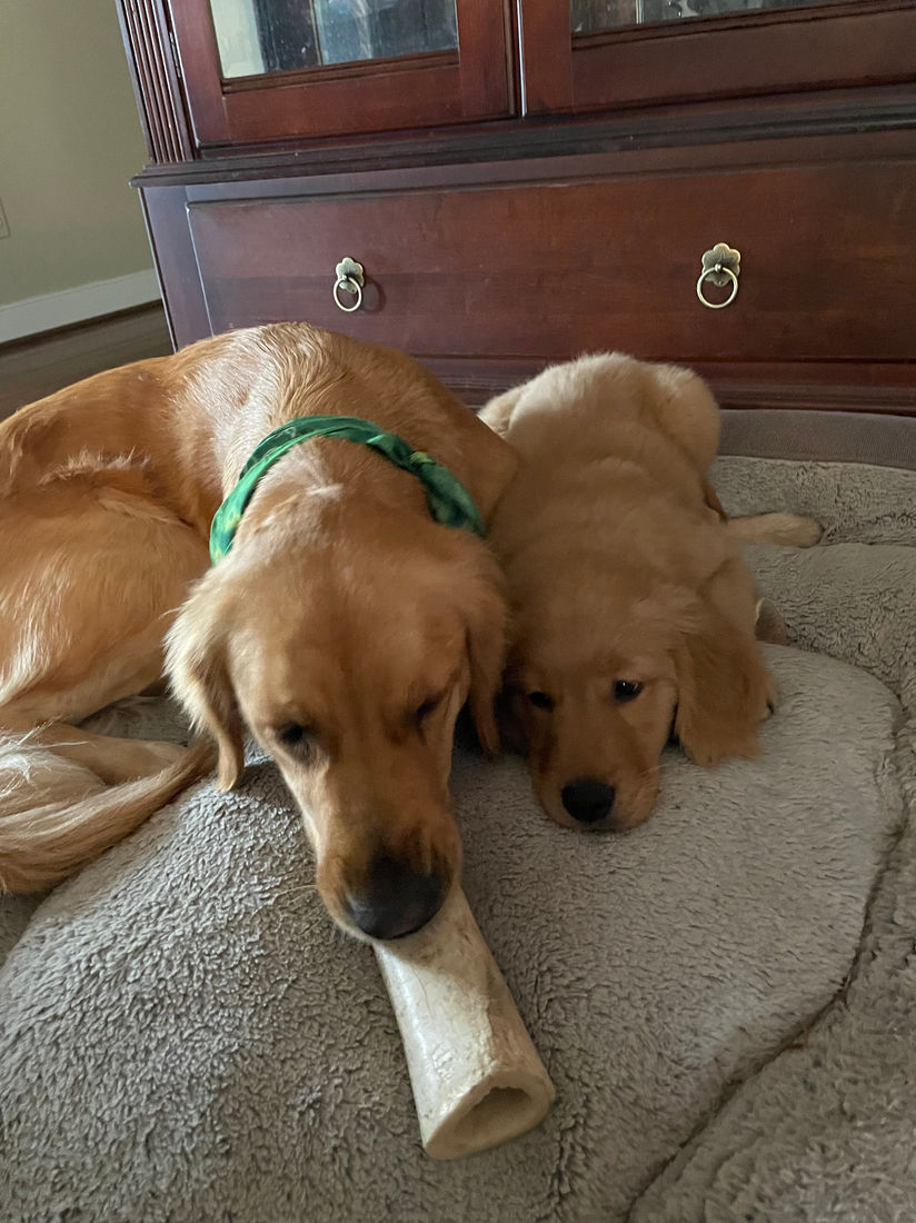 A Studley Hill Golden Retriever home with their family