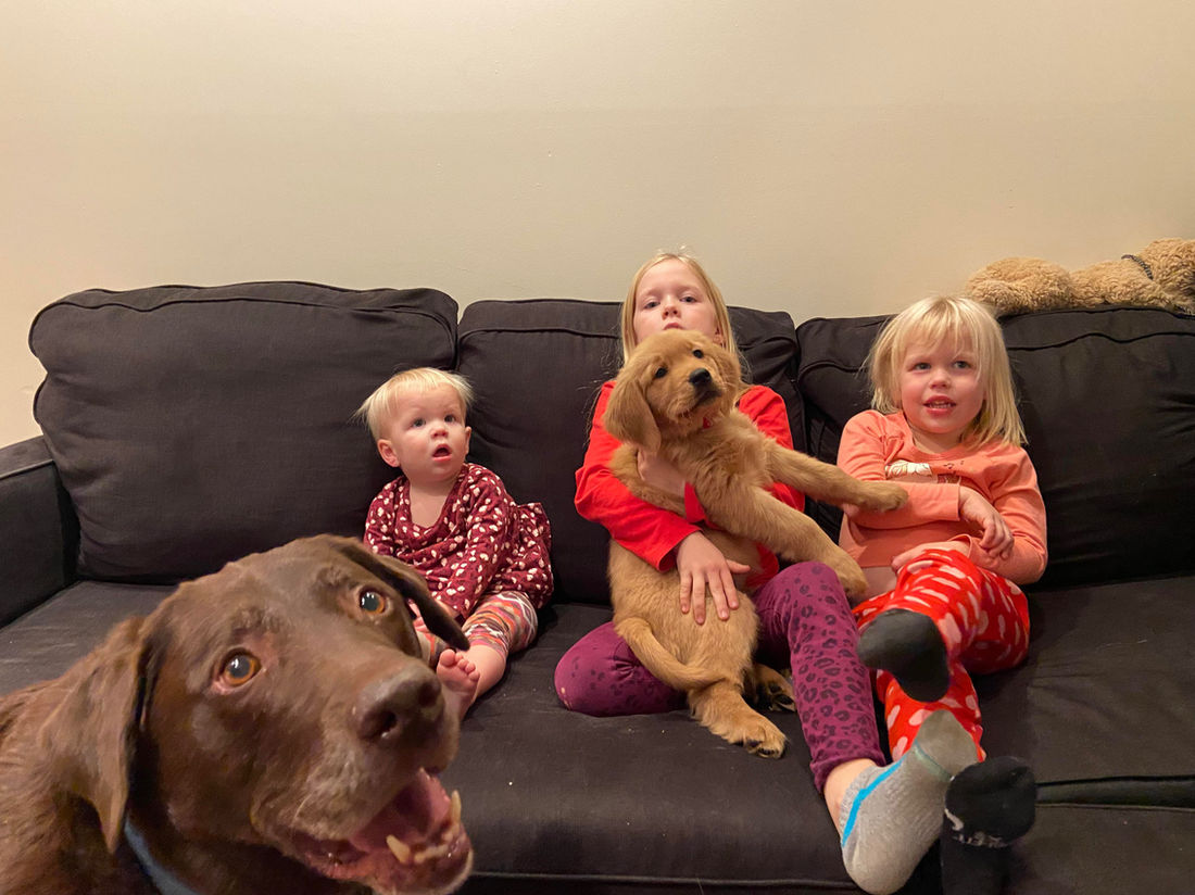 A Studley Hill Golden Retriever home with their family