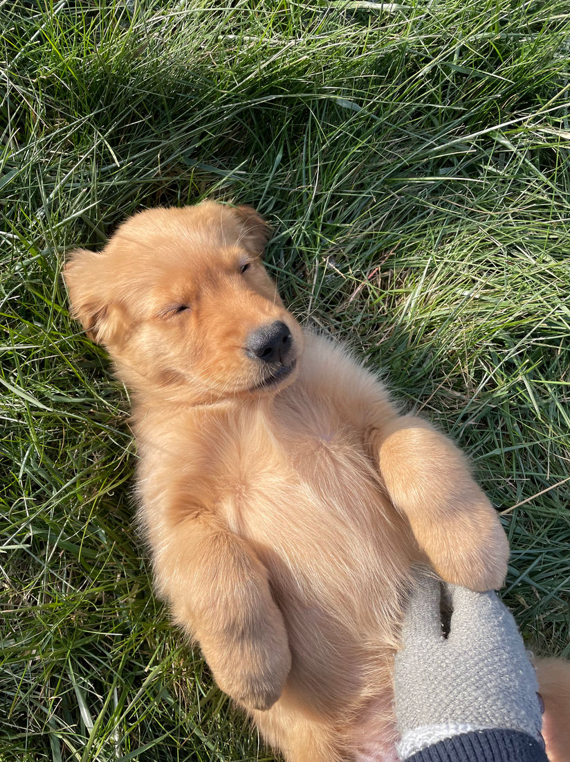 A Studley Hill Golden Retriever home with their family