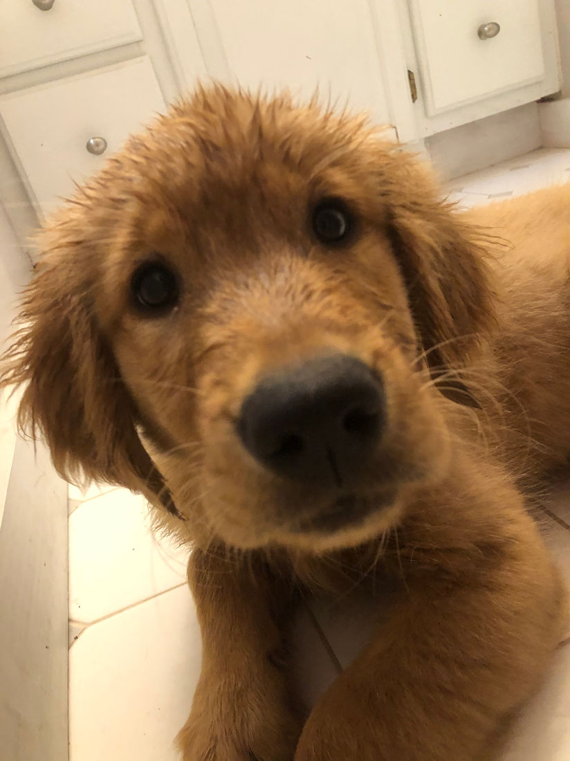 A Studley Hill Golden Retriever home with their family