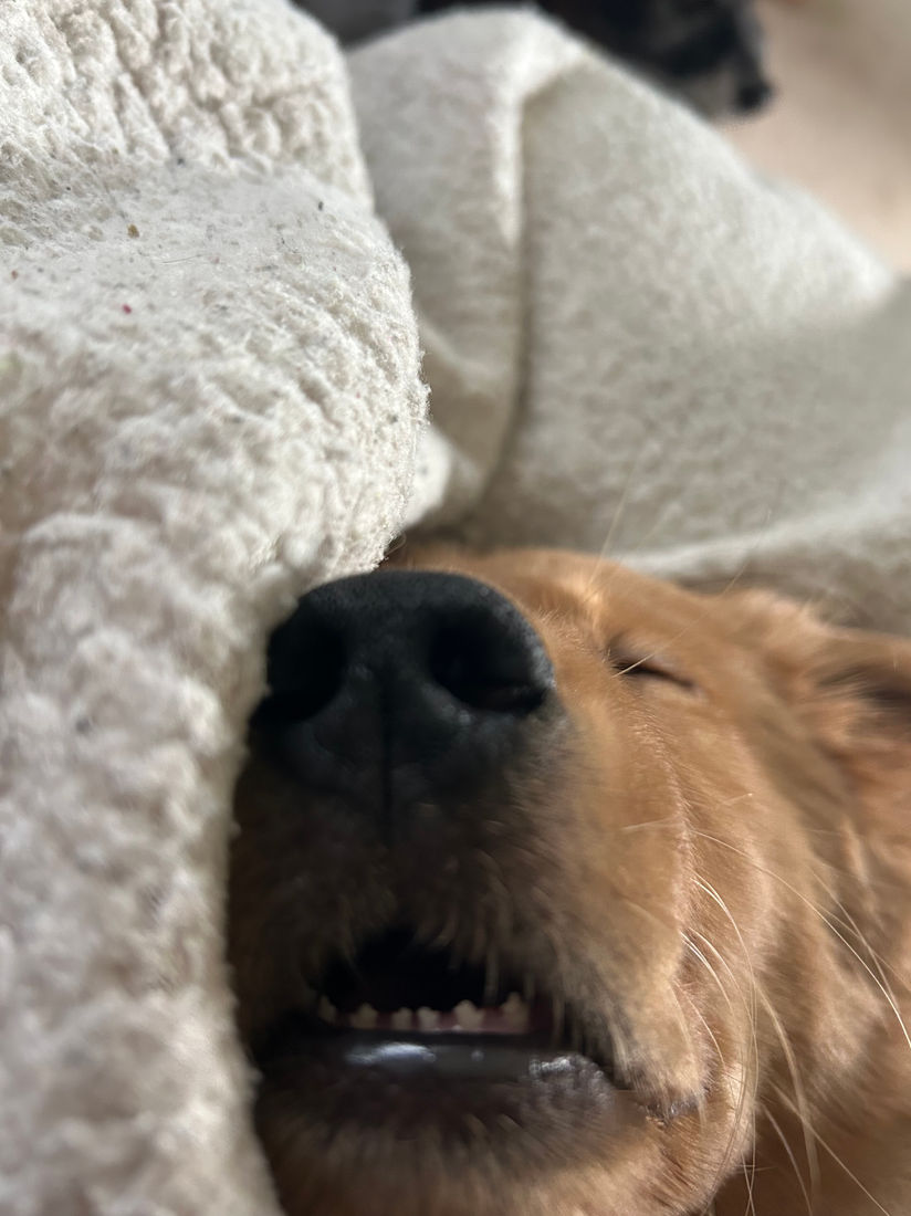 A Studley Hill Golden Retriever home with their family