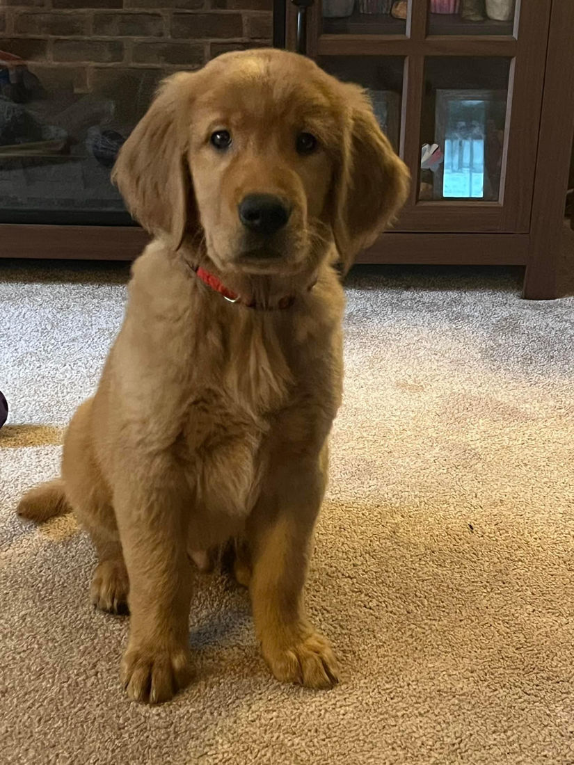 A Studley Hill Golden Retriever home with their family