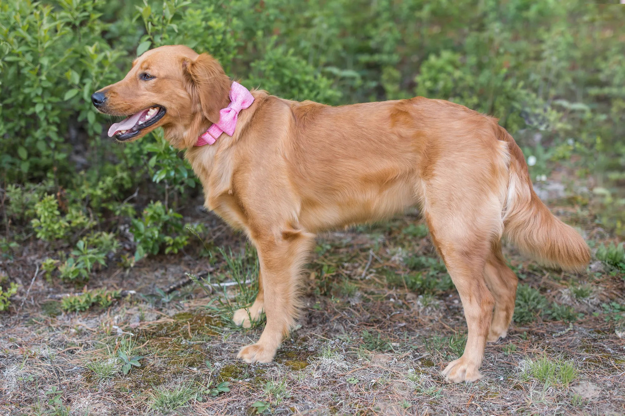 A Studley Hill Golden Retriever standing outdoors